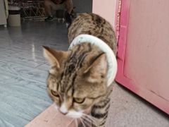 -喵屿·大理花园猫咖