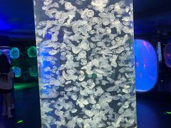 -芜湖新华联大白鲸海洋公园