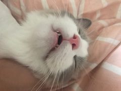 -猫大福·Fortune Cat猫舍(百子湾店)