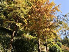 -云溪植物园