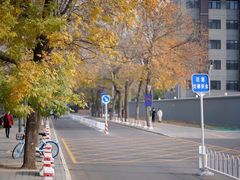 -三里屯东五街银杏大道