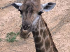 -西霞口神雕山野生动物世界