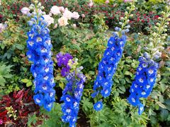 -人民公园(罗湖区)