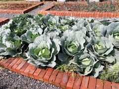 龙湖东院生态包菜-龙湖东院农庄(乡间小路店)