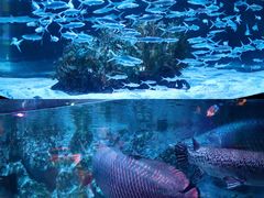 -正佳极地海洋世界