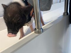 -怪兽屋·羊驼·猫咖·狗咖(俊华广场店)