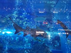 -成都浩海立方海洋公园