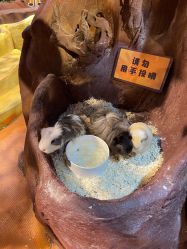 -奇幻萌宠部落(映月湖环宇城店)