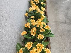 -吟松日式料理(莘庄店)