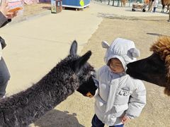 -达蓬山星梦乐园