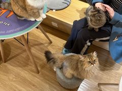 -滚猫咖啡·猫咖·猫友好撸猫(未来城店)