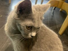 -猫色咖啡·猫咖