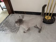 -芭比堂动物医院广州顽皮分院
