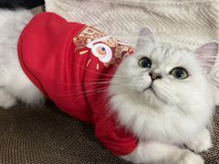 -猫大福·Fortune Cat猫舍(百子湾店)