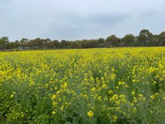 -庄行菜花景区