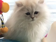 -1013 PET SHOP 宠物商店(近铁城市广场店)