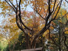 -东升八家郊野公园