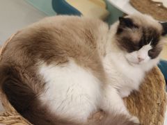 -安格丽娜·狗咖·猫咖羊驼咖(春熙路百盛商场店)