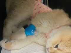 -纳吉亚猫专科动物诊疗中心(蒋宅口分院)