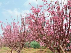 -天适樱花悠乐园