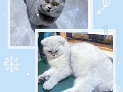 -猫小院猫主题餐厅(南锣旗舰店)
