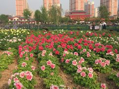 -曹州百花园