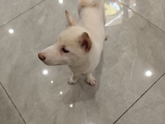 -柴犬小屋·柴餐厅·狗咖食堂(金鼎广场店)