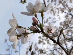 -武汉大学-樱园