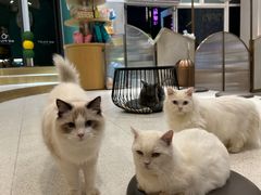 -飞行喵MR PILOT|猫舍·猫咖(静安大融城店)