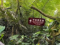 -呀诺达热带雨林