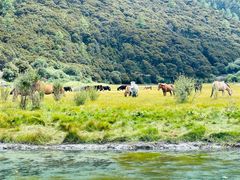 -稻城亚丁景区-冲古草甸