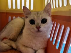 -纳吉亚猫专科动物诊疗中心(蒋宅口分院)