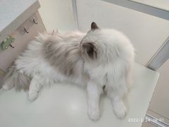 -鼓捣猫呢主题猫咖店
