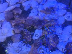 -小天鹅戴斯酒店鲸鲨百汇创作料理