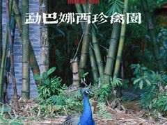 -云南勐巴娜西珍奇园