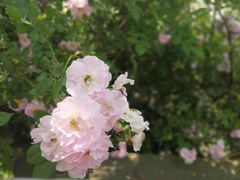 -贡湖湾湿地公园
