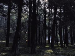 -西青郊野公园
