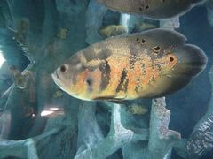 -福州罗源湾海洋世界旅游区