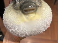 -肆月河豚·新淮扬(金融街店)