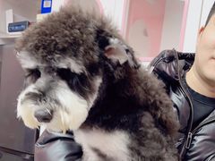 -猪呜宠物生活馆·西高地梗犬拔毛店