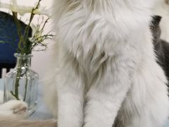 -鼓捣猫呢主题猫咖店