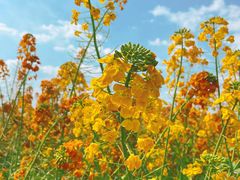 -中国天府农业博览园