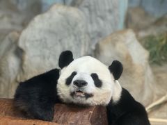 -海南热带野生动植物园