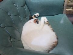 -猫色咖啡·猫咖