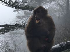 -峨眉山风景名胜区