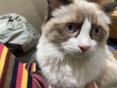 -藏猫猫咖啡主题馆(中央大道店)