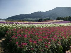 -径山花海
