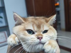 -lincat·猫舍(广州店)