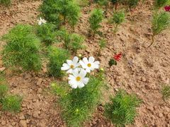 -松山湖梦幻百花洲