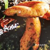 野生菌火锅